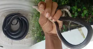 বরগুনায় বসতঘর থেকে প্রাণঘাতী বিষধর ‘বড় কৃষ্ণকালাচ’ উদ্ধার, বনাঞ্চলে অবমুক্ত